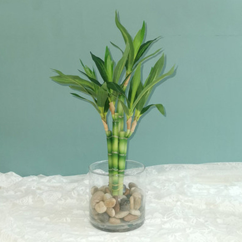 Aquarium Marine Tank - Mới 40Cm RFtificial May Mắn Tre