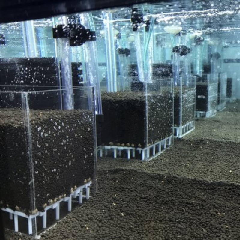 Transparent Acrylic Shrimp Fis - đánh giá và giá Marine Aquarium Overflow Box