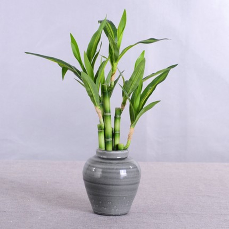 Mới 40Cm RFtificial May Mắn Tr - đánh giá và giá Aquarium Marine Tank